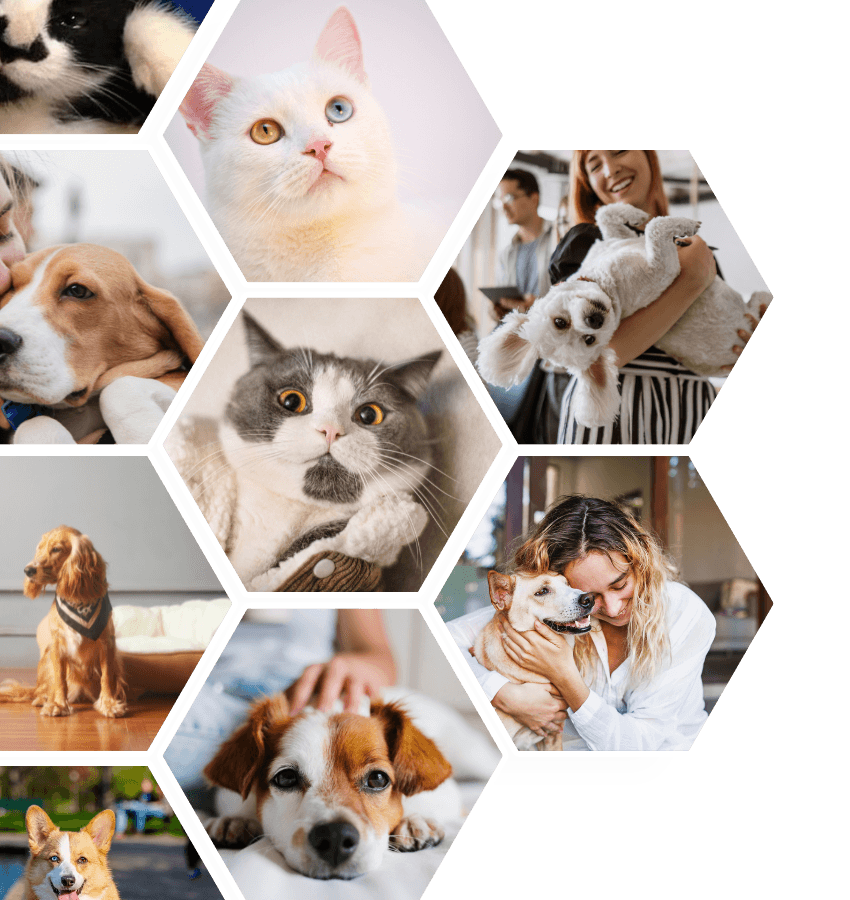 A collage of images of cats and dog