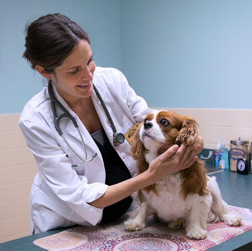 veterinarian with a stethoscope holding a dog