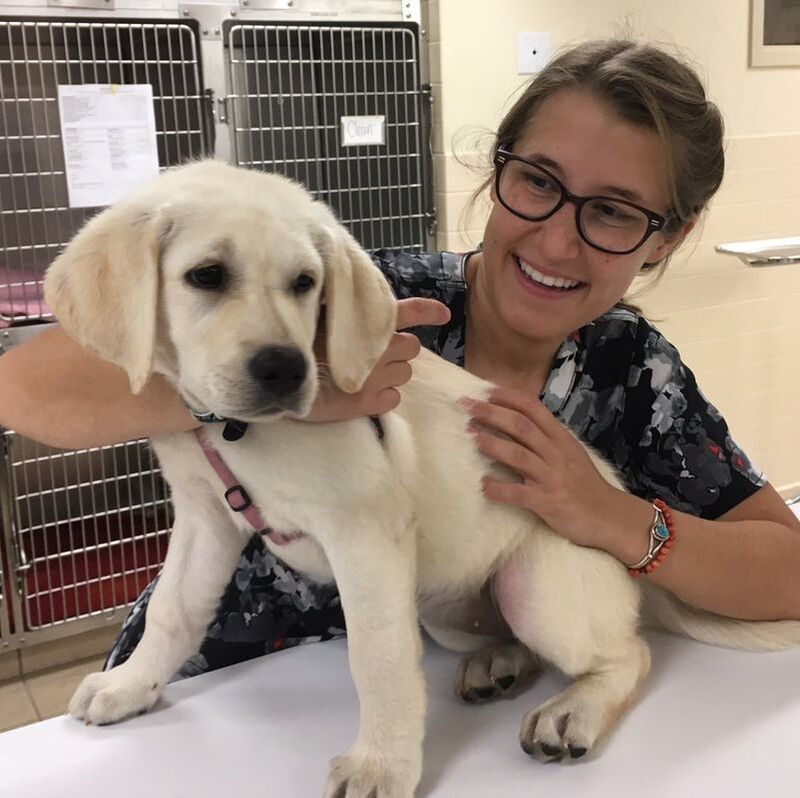 veterinarian holding a puppy