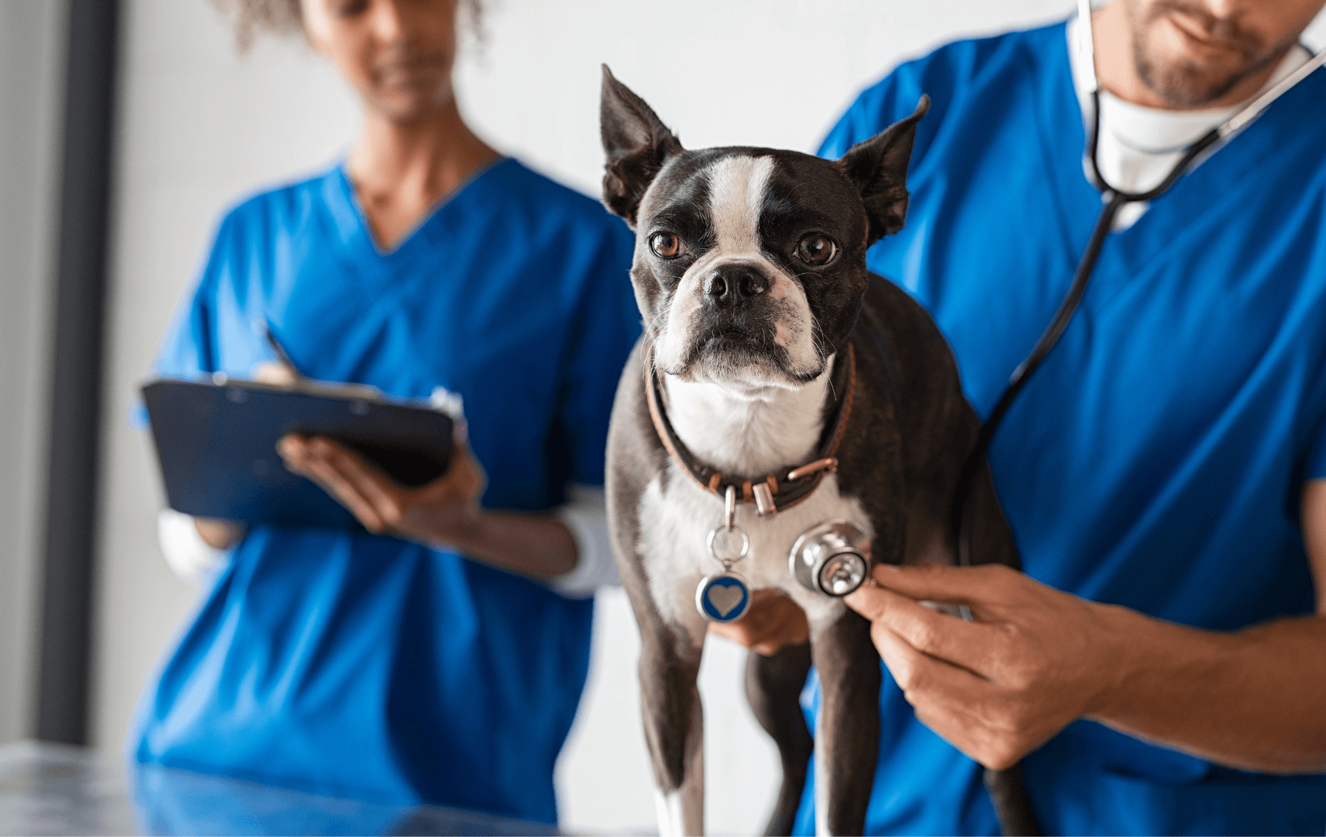 A dog with a stethoscope on it