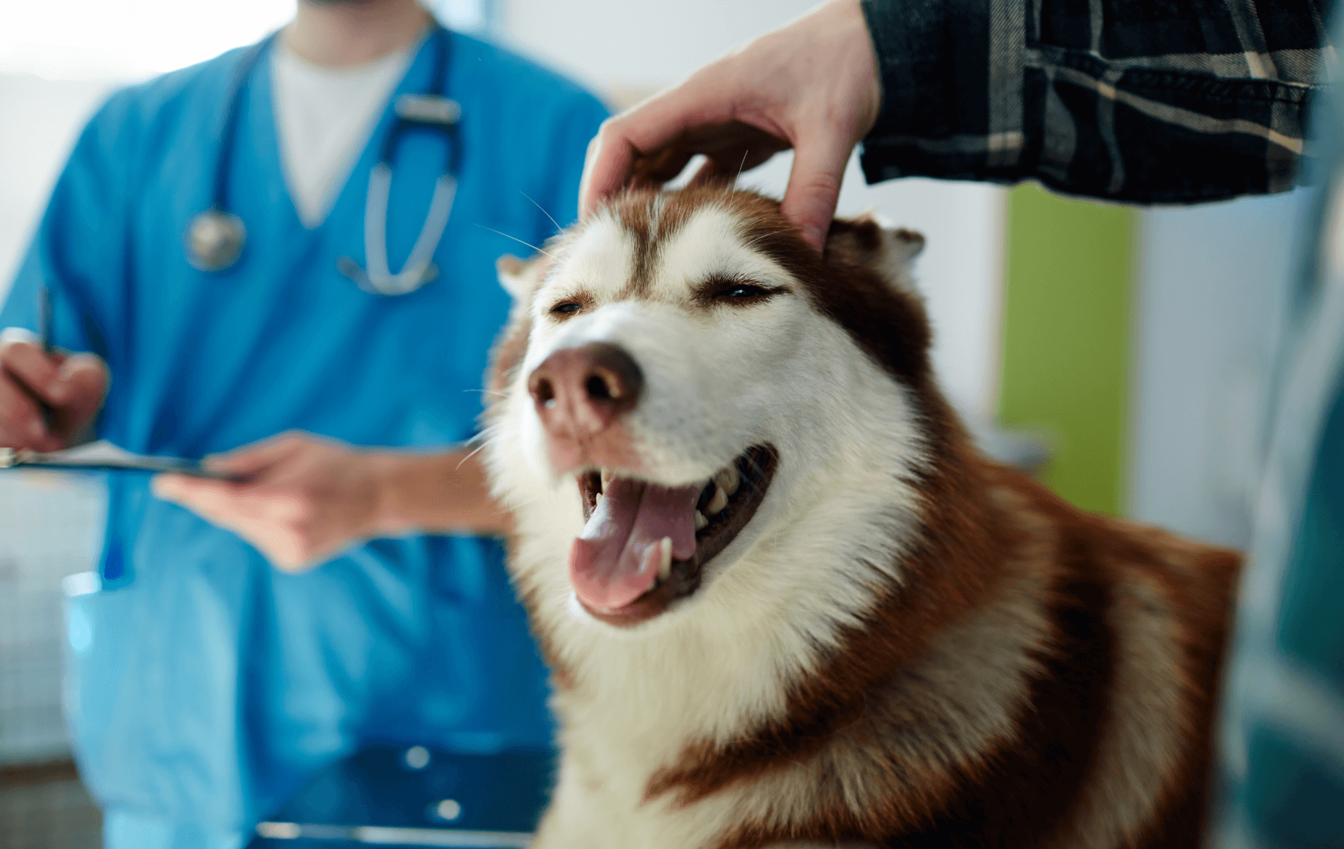 A hand touching a dog's head