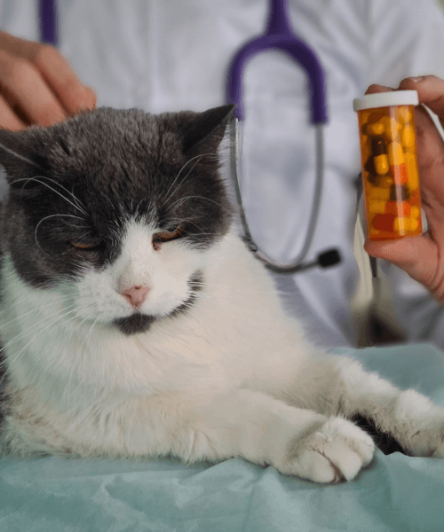A cat sitting on a bed with a bottle of pills