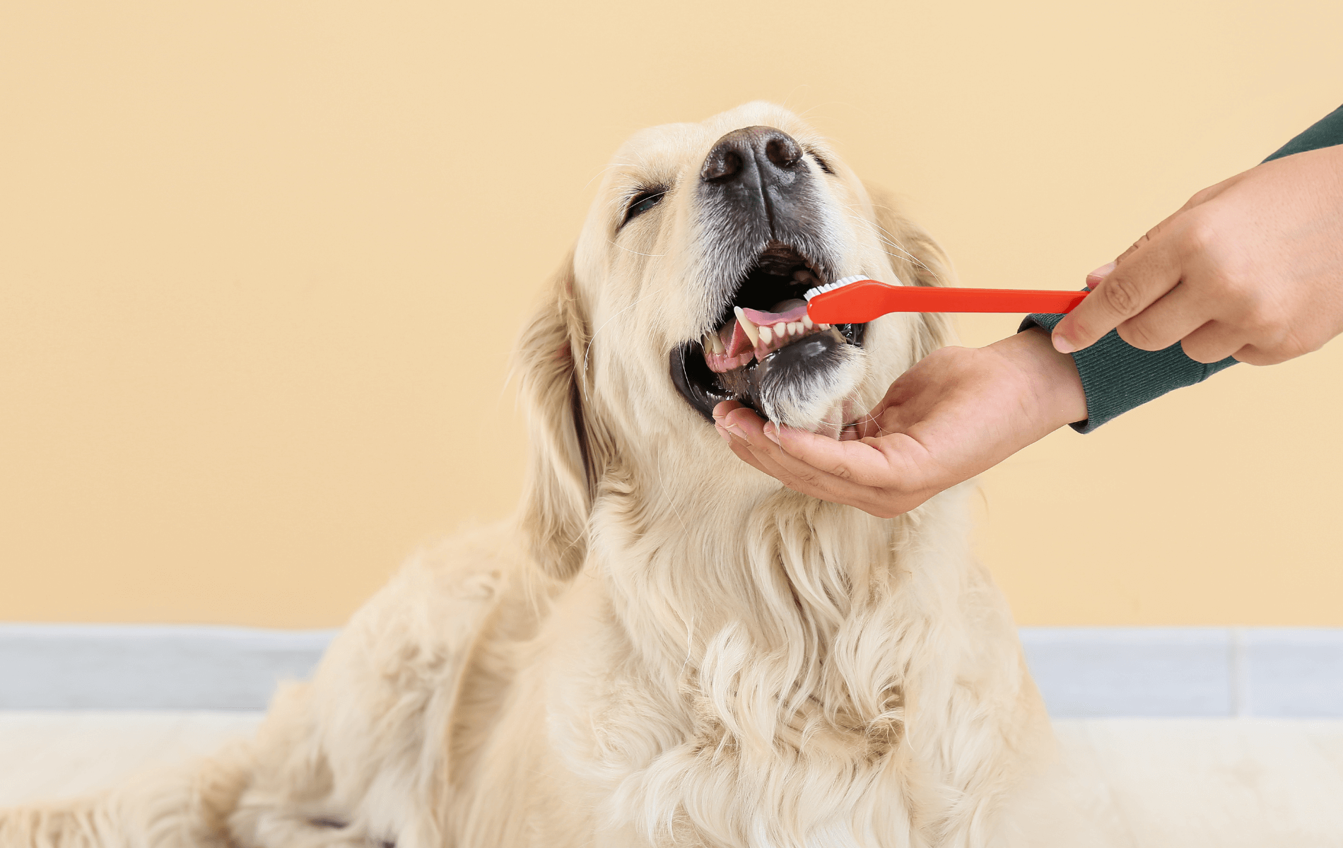 A dog being brushed by a person