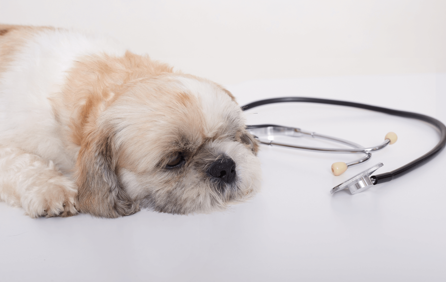 A dog lying on a table next to a stethoscope