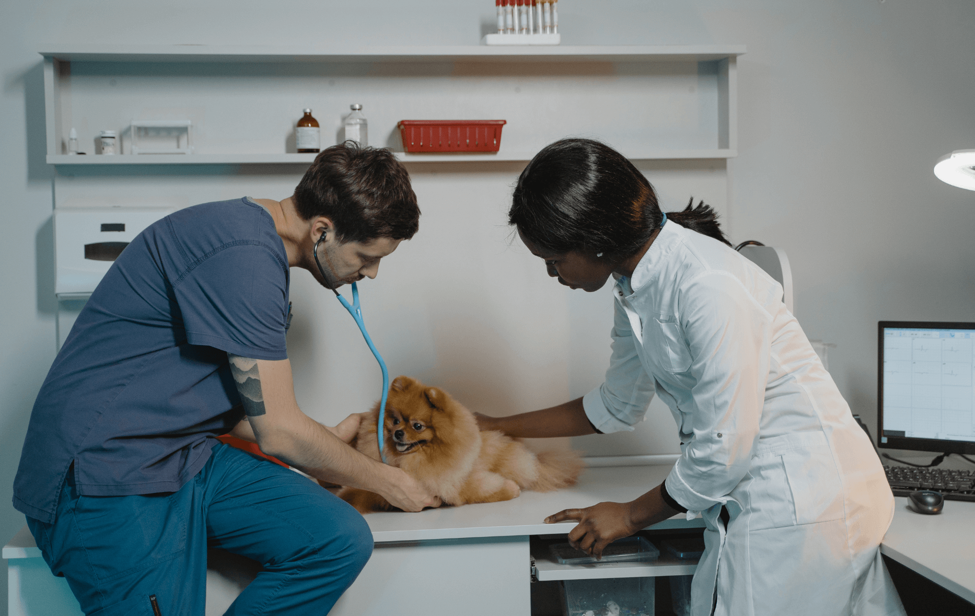 A person and person examining a dog<br />

