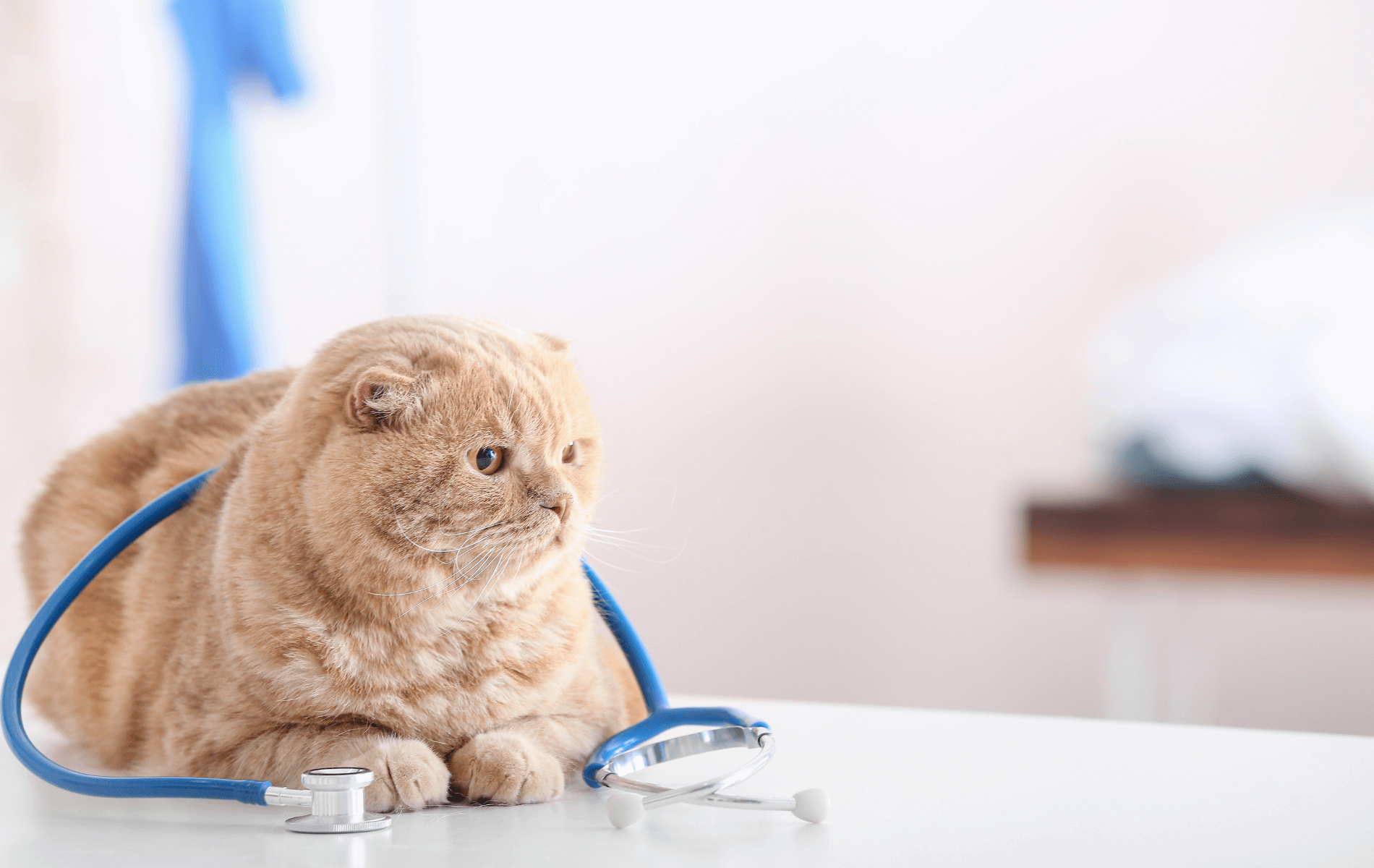 A cat with a stethoscope