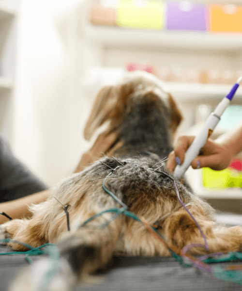 A dog being examined by a veterinarian