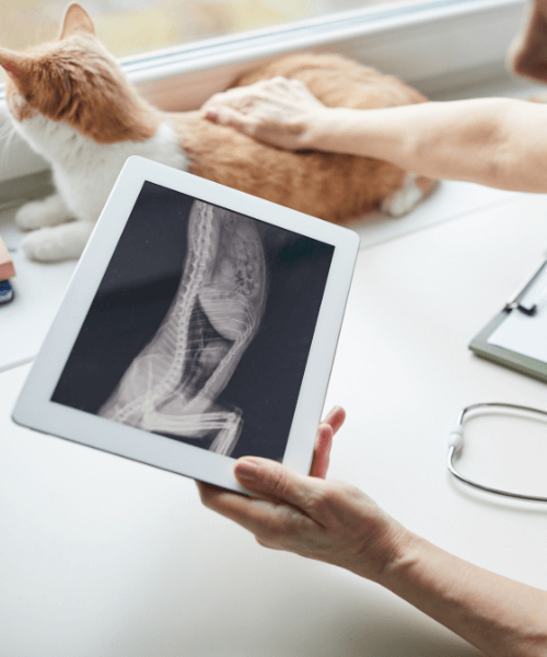 A hand holding a tablet with an x-ray of an cat