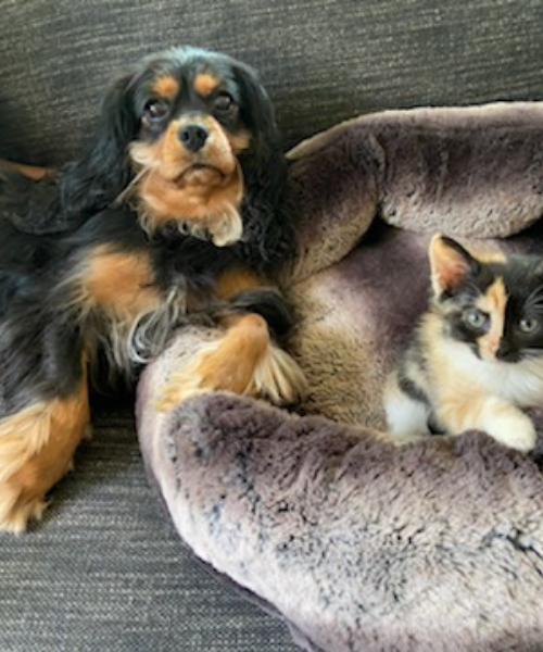 a dog and a cat laying together on a couch