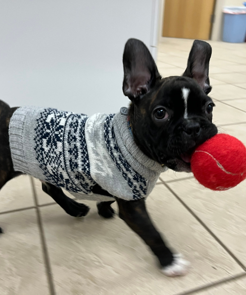 small black dog wearing a sweater and holding a red ball in its mouth