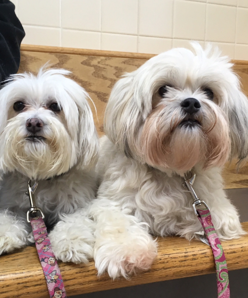 two small white dogs sitting on bench with leashes on