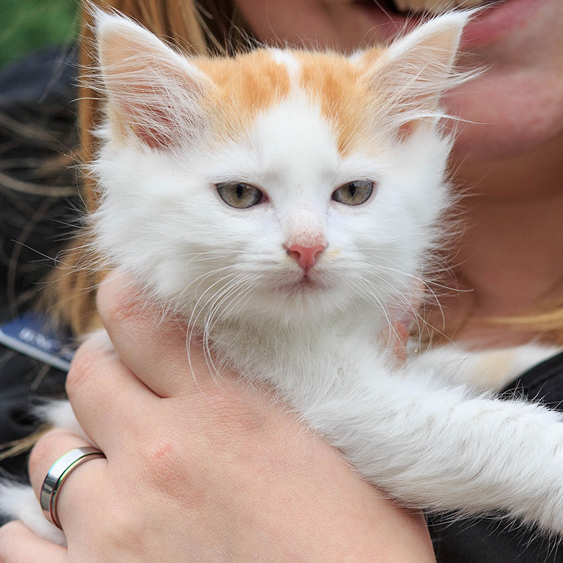 small white and orange kitten