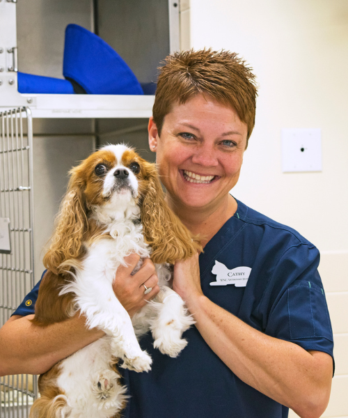 veterinarian holding a cute brown and white dog